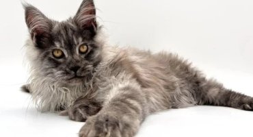 What to Buy Your New Kitten?