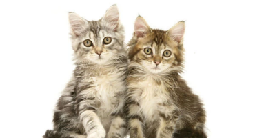 What Is The Cost of One of Your Kittens?