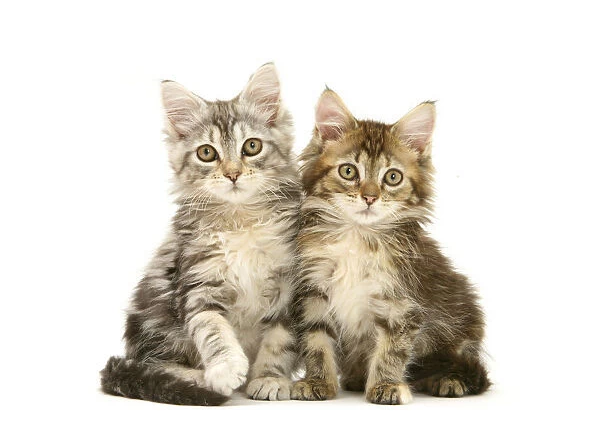 What Is The Cost of One of Your Kittens?