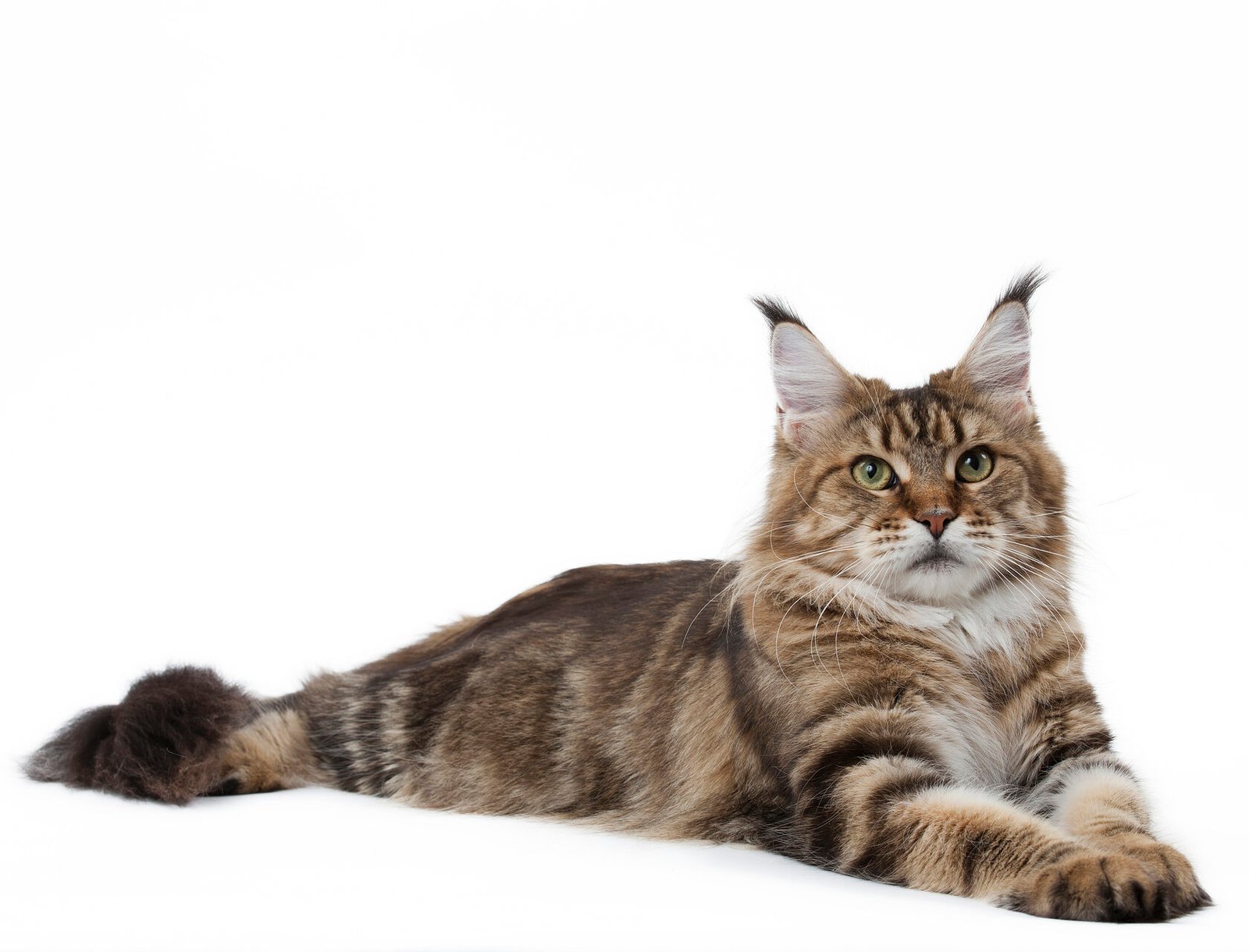 About Maine Coon Breed