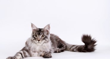 How do I reserve my Maine Coon kitten?