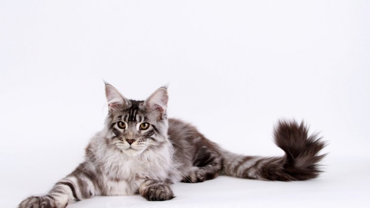 How do I reserve my Maine Coon kitten?