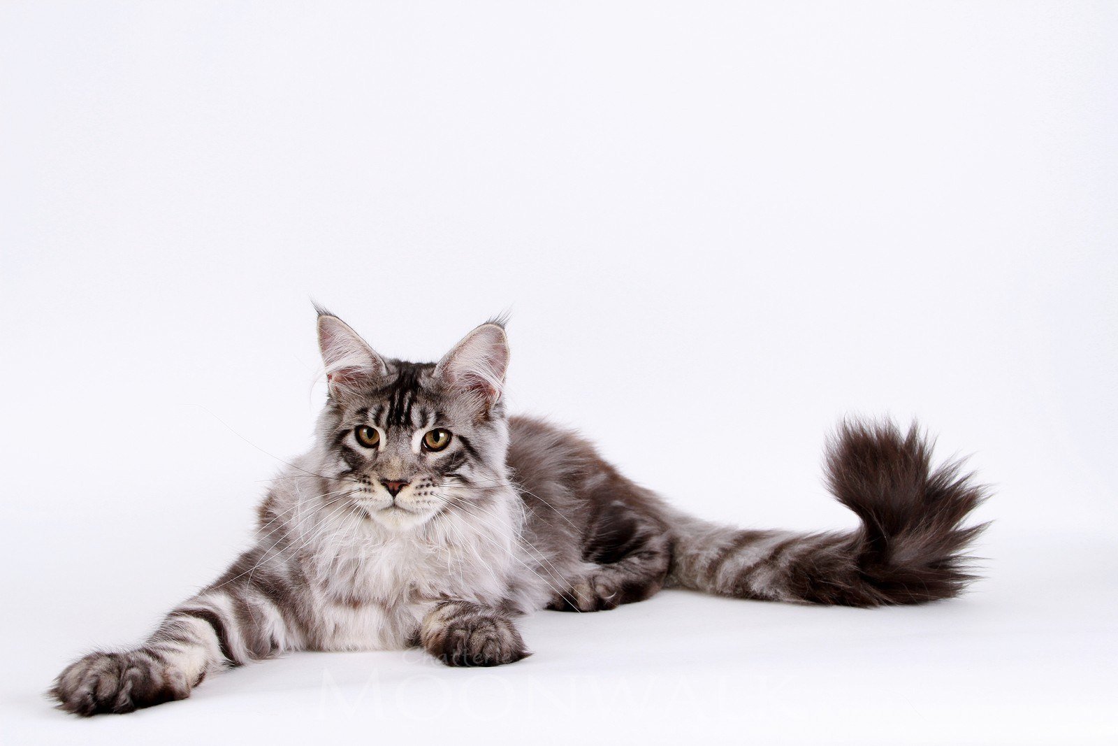 How do I reserve my Maine Coon kitten?